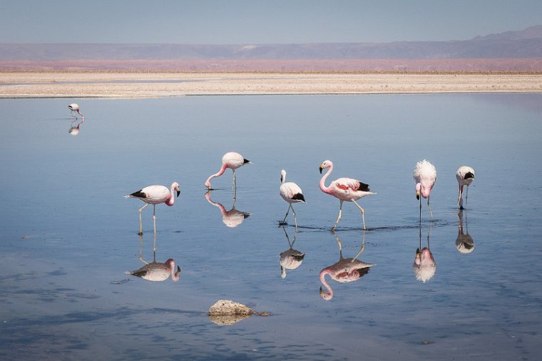 051 Atacama, Chaxa Lagoon.jpg
